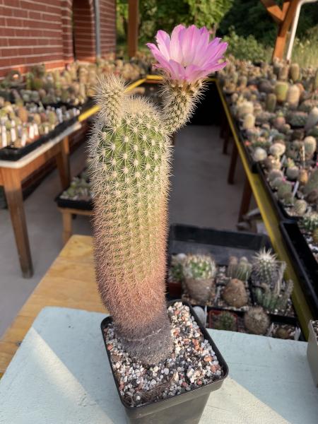 Echinocereus websterianus